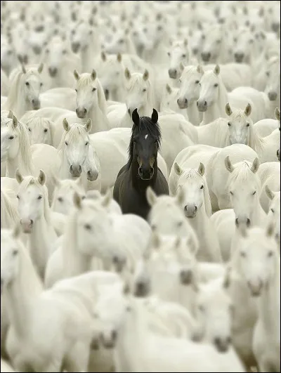 Qui est le chef d'un troupeau de chevaux sauvages ?