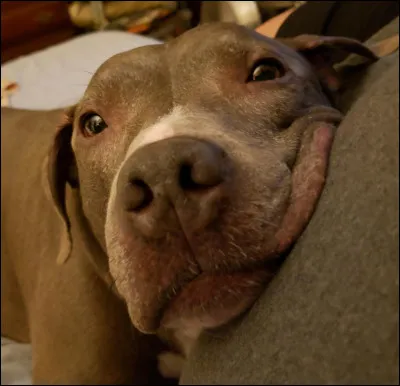 Ce chien appartient à la race du pitbull.