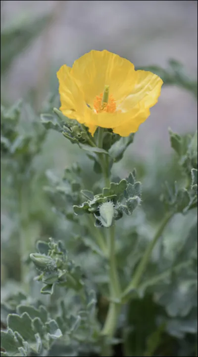 Quelle est cette fleur ?