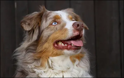 De quelle famille d'animaux, le chien fait-il partie ?