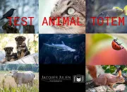 Test Quel est ton animal totem ?