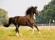 Quiz Quiz sur les chevaux