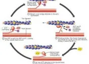 Quiz Le cycle des ponts d'union lors de la contraction musculaire