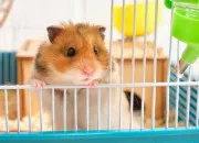 Quiz Connais-tu bien le hamster dor ?