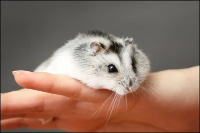 Combien de temps vit un hamster doré ?