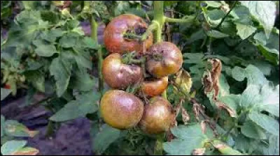 Trop souvent, vous avez un problème de mildiou sur vos plants de tomates, il existe une méthode préventive et simple pour y remédier !