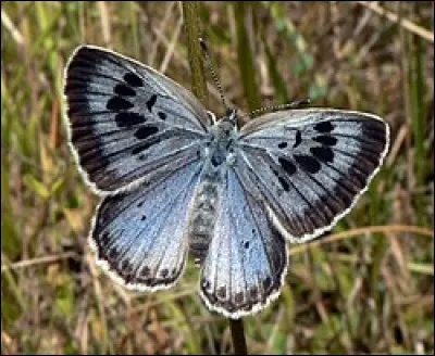 Délicat papillon déclinant un camaïeu de gris et bleu, l'azuré du romarin dont vous pouvez cueillir la plante pour des tisanes.