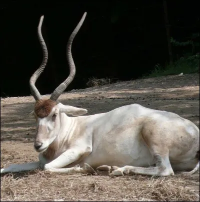 Quelle est cette antilope en A d'Afrique à robe blanche et aux cornes torsadées ?