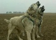 Test Es-tu un loup ou un chien ?