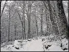 Lequel de ces trois animaux n'hiberne pas rellement, et peut donner naissance  ses petits durant l'hiver ?