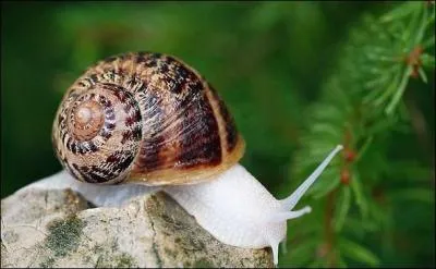 Quelle distance parcourt un escargot en une heure ?