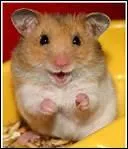 Vous trouvez vraiment que, les hamsters, c'est mignon.