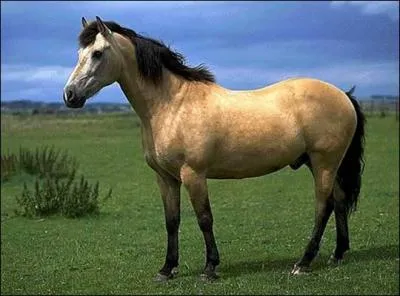 Quelle est la couleur de robe de ce cheval ?