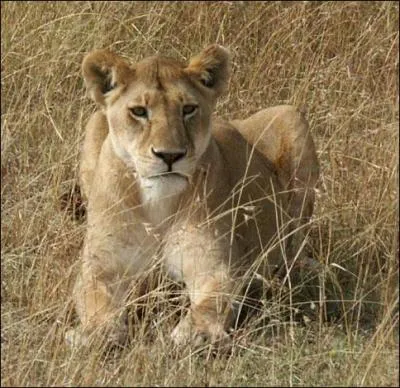 Quel est le nom de la femelle du lion ?