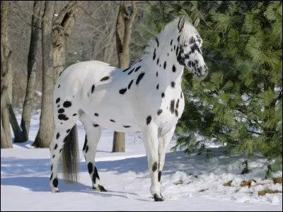 Quelle est cette race ?