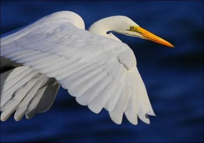 Quel est cet oiseau appel aussi 'dame blanche' ?