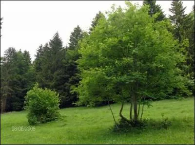 Quel est cet arbre ?