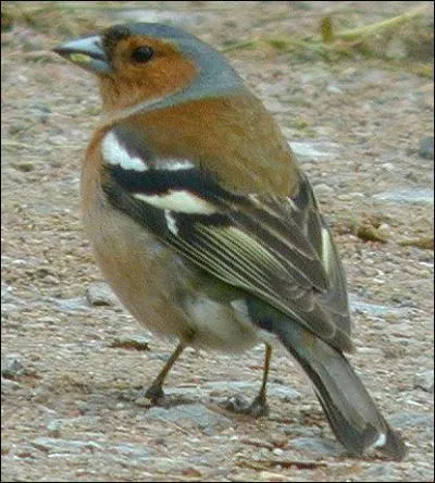 Quel est cet oiseau ?