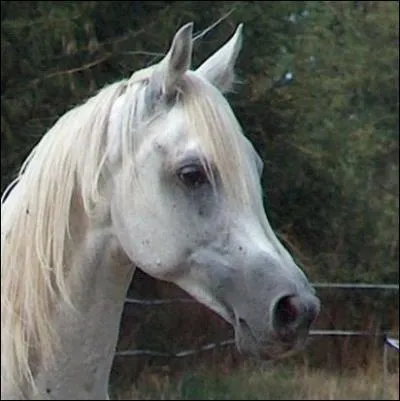 Quel cheval a 38 vertebres au lieu de 42 ?