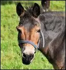 Je suis l'hybride d'une nesse et d'un cheval, quelle femme clbre suis-je ?