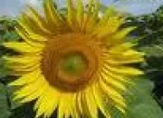 Quiz Tournesol surprise !