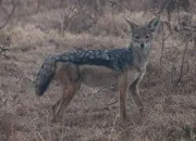 Quiz Connais-tu les canids ?