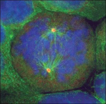 Si on les alignait comme des grains de sable, cela ferait une plage de 1 km de long. Combien de cellules contient notre corps ?