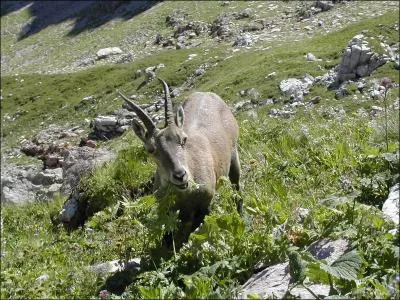 Quel est cette animal ?