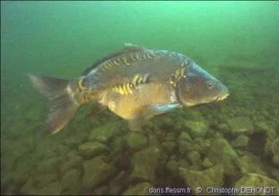 Quel est le nom de ce poisson ?