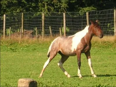 Quelle est la robe de ce cheval ?