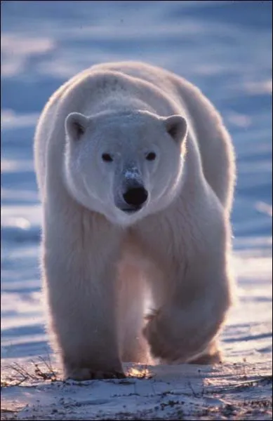 O l'ours blanc et le manchot peuvent-ils se rencontrer ?