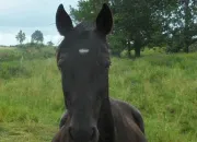 Quiz Quiz Etrier de bronze (Galop 1 en France)