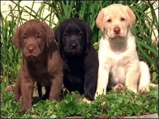 Quelle est la race de ce petit trio ?