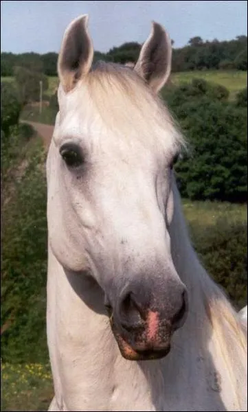 Quelle est cette race de chevaux ?