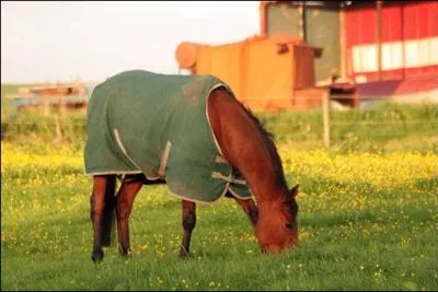 Le cheval est herbivore :