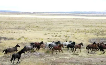 Quiz Chevaux