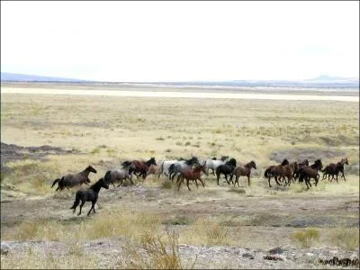 Quelle est la race de ces chevaux sauvages ?