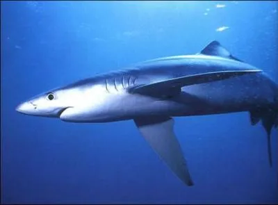 Quel est ce requin ?