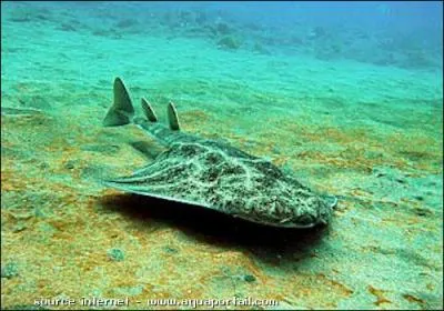 Quel est ce requin ?