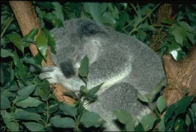 Quel est cet animal menac ?