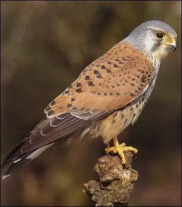 Un rapace de la famille des Falconids... (photo)