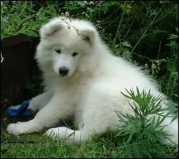 Quelle est cette race de chiens ?