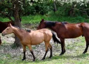 Quiz Le quizz des chevaux