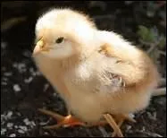 Ma Maman est la poule. Qui suis-je ?