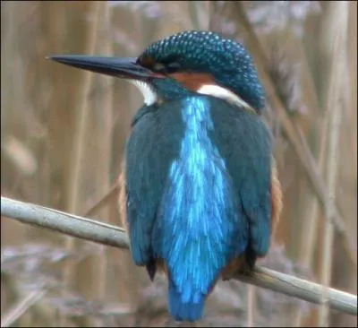 Quel est cet oiseau ?