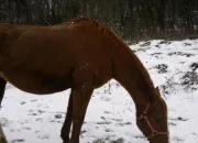 Quiz Petit quizz sur les chevaux