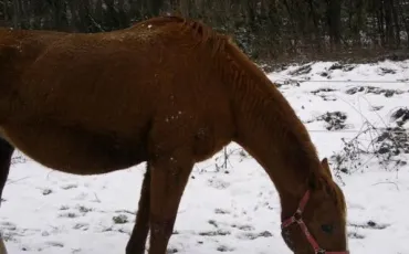 Quiz Chevaux