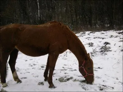 De quelle couleur est ce cheval ?