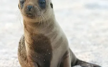 Quiz Animaux