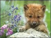 Mon Papa est le loup. Qui suis-je ?